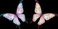 papillons (15)